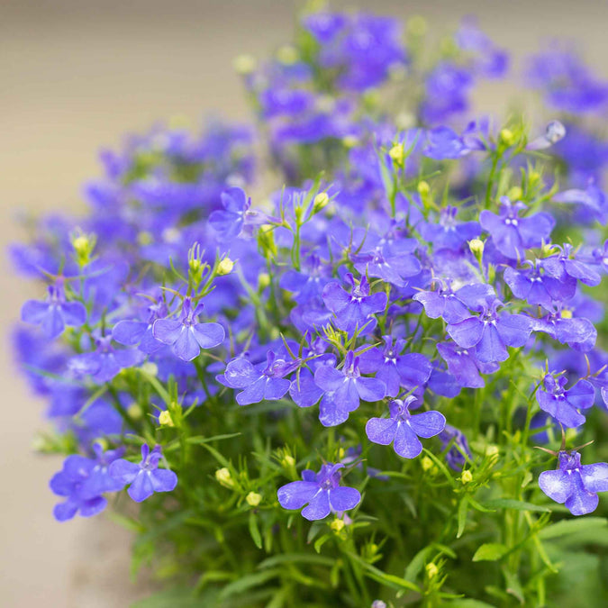 lobelia compact blue