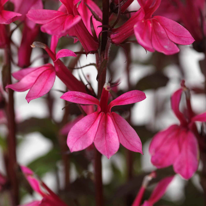 lobelia starship rose