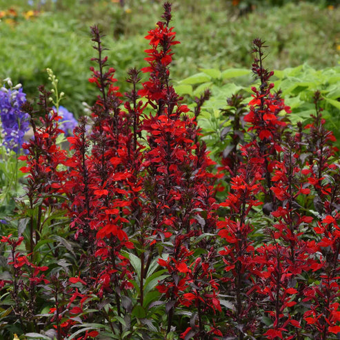 Lobelia Seeds - Scarlet Bronze Leaf | Flower Seeds in Packets & Bulk ...