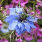 love in a mist blue