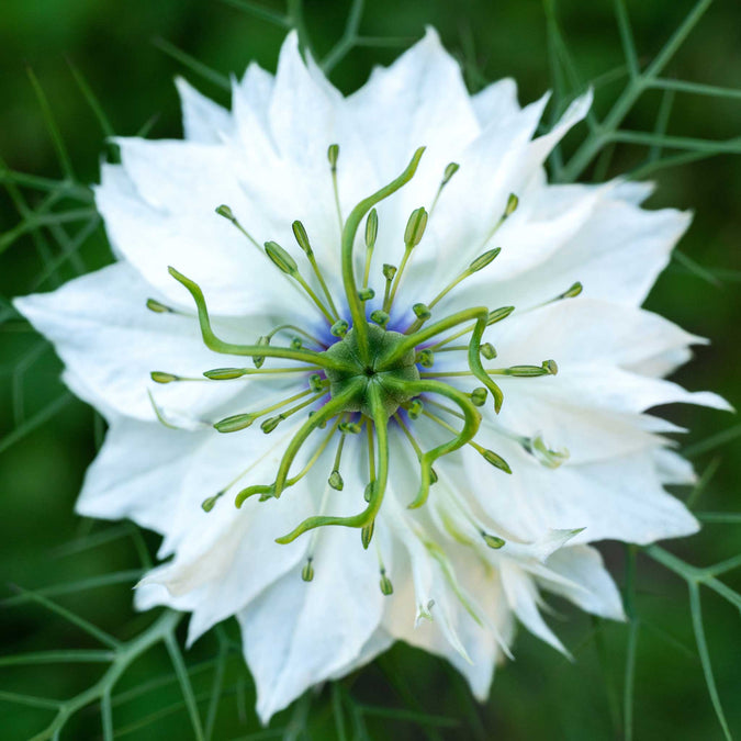 love in a mist miss jekyll white