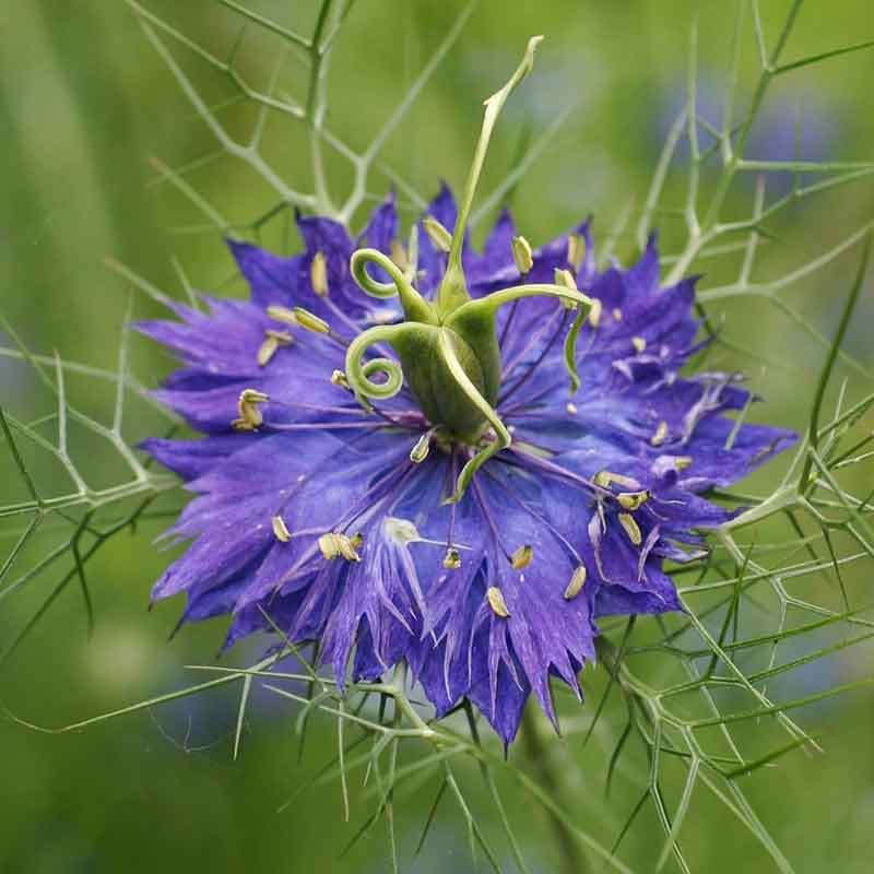 love in a mist persian jewels indigo blue