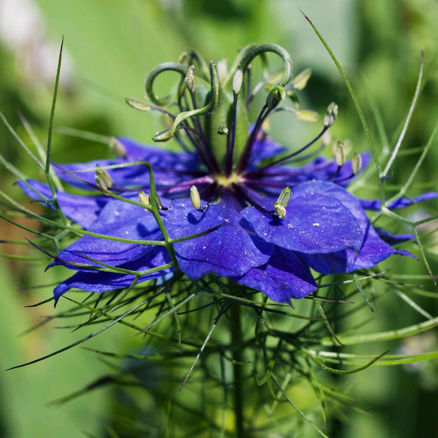 love in a mist persian jewels indigo blue