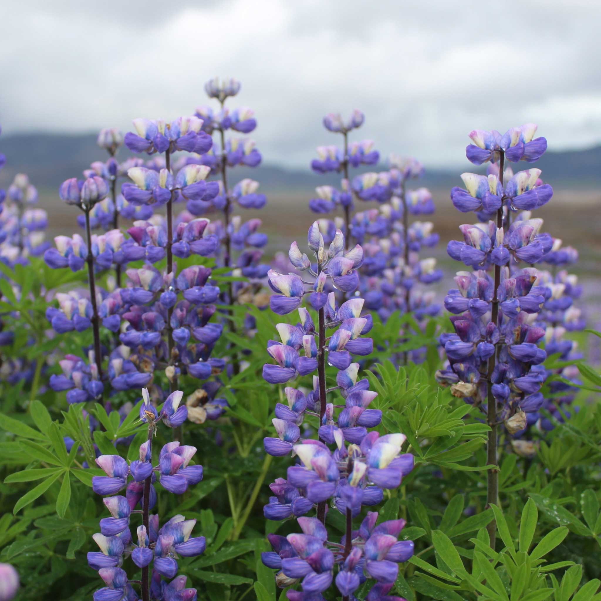 Arroyo Lupine Seeds | Flower Seeds in Packets & Bulk | Eden Brothers