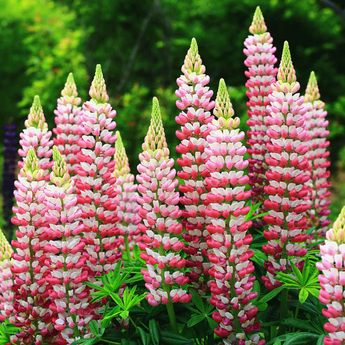 Russell Lupine Seeds - Chatelaine | Flower Seeds in Packets & Bulk ...