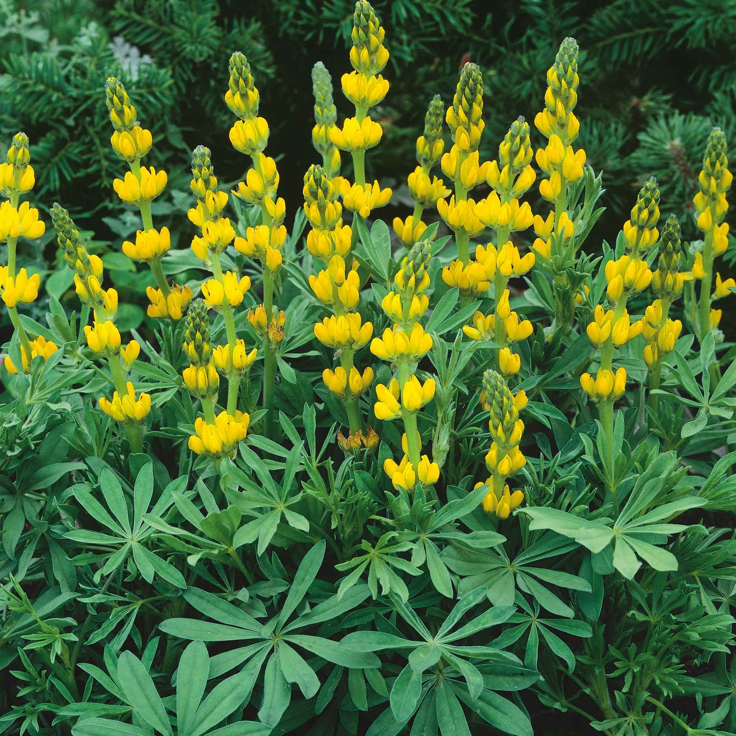 lupine golden yellow