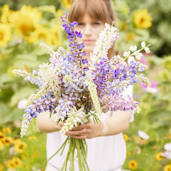 lupine hartwegii mix