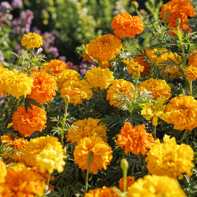 marigold crackerjack