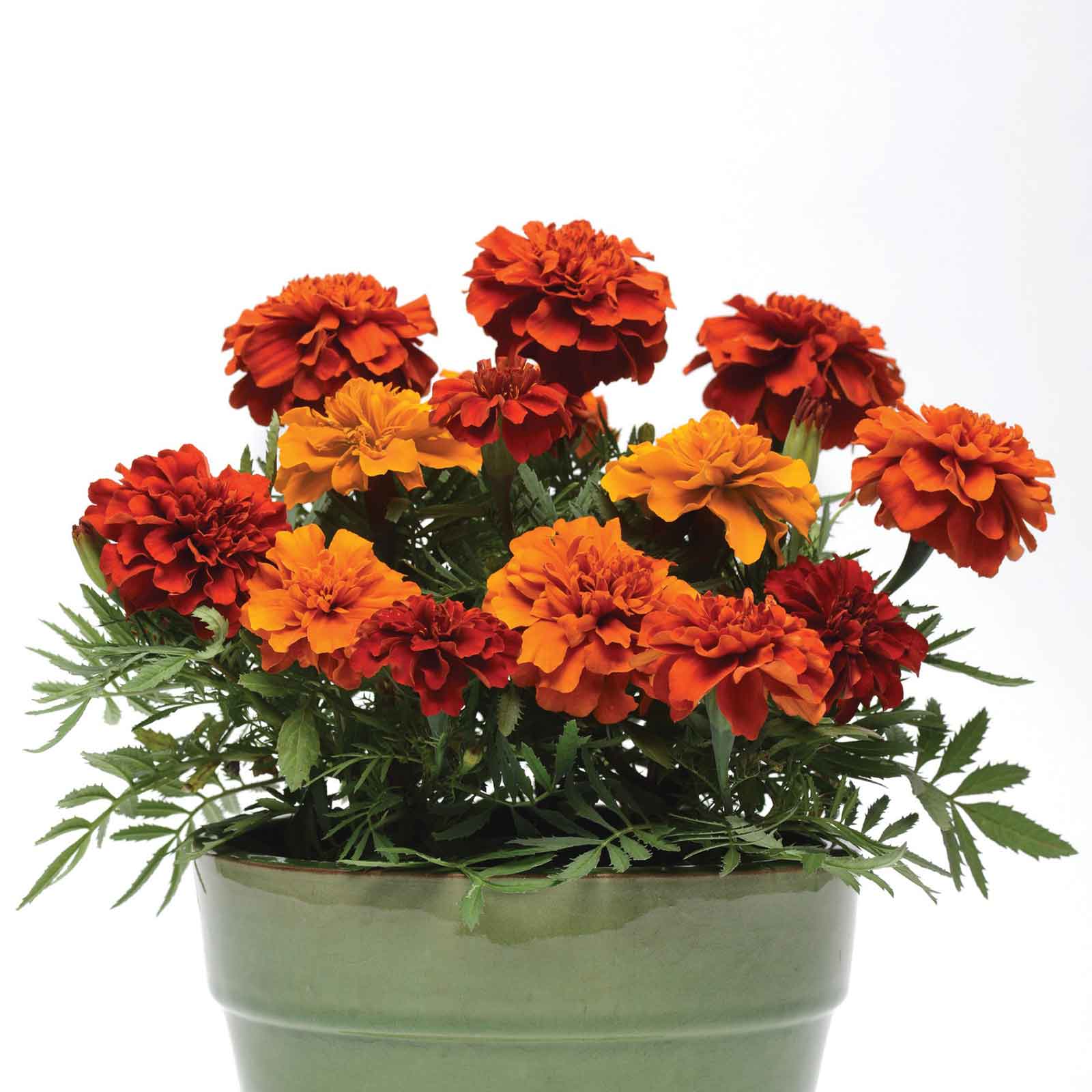 French Marigold Seeds - Fireball | Flower Seeds In Packets & Bulk ...