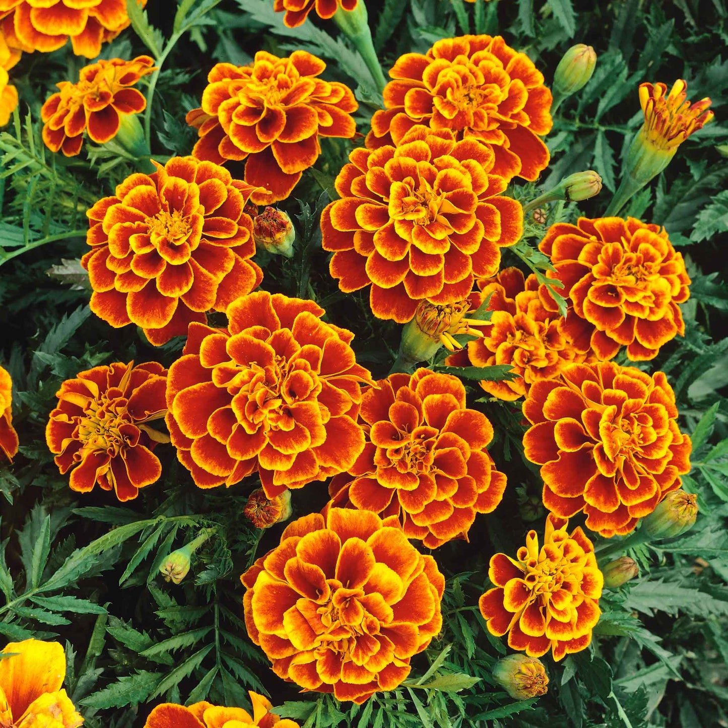 marigold queen sophia