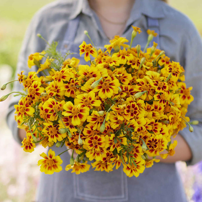 marigold naughty marietta