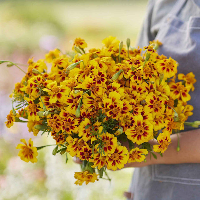 marigold naughty marietta