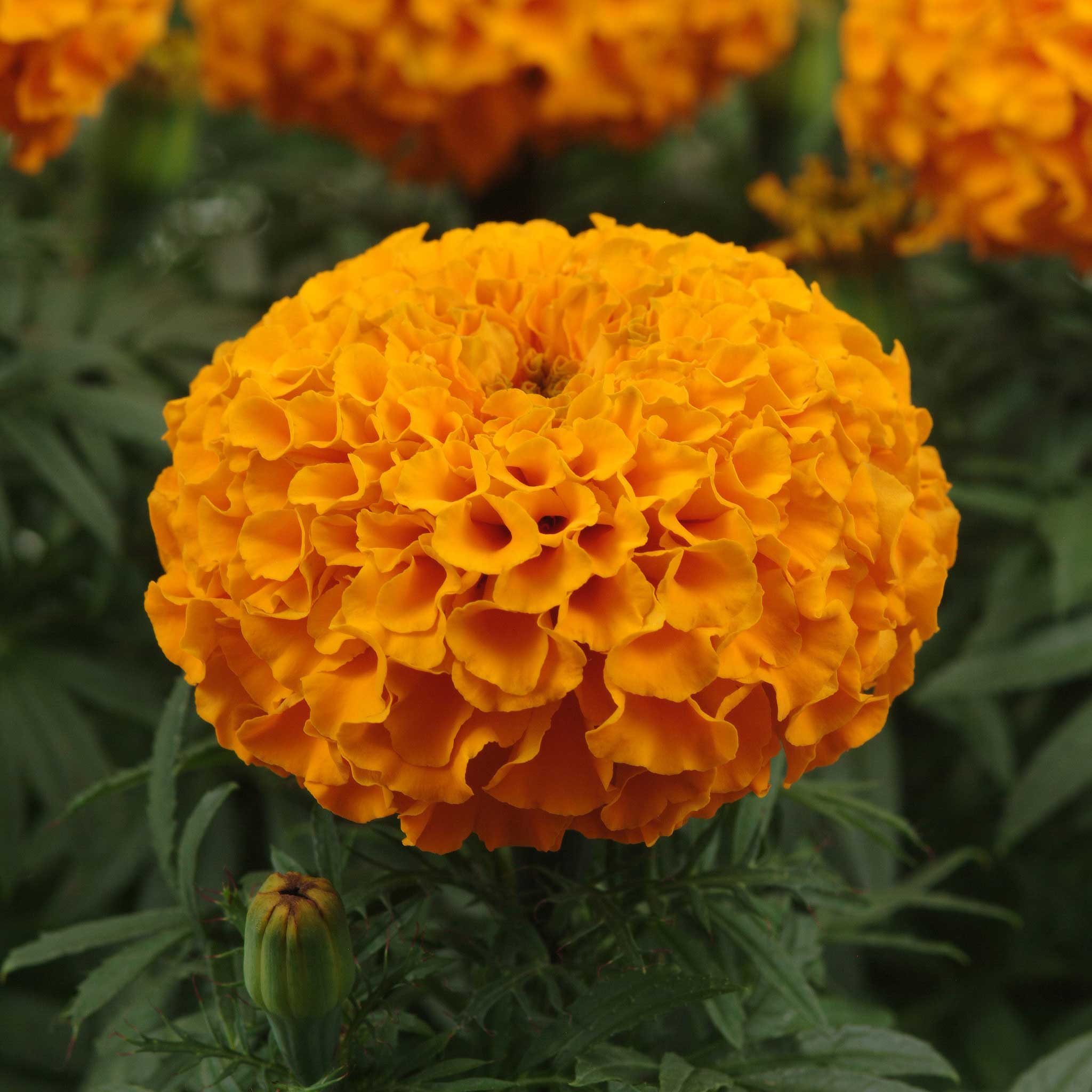 African Marigold Seeds - Taishan Orange | Flower Seeds in Packets ...