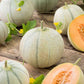 melon charentais | copyright: Floramedia UK Ltd