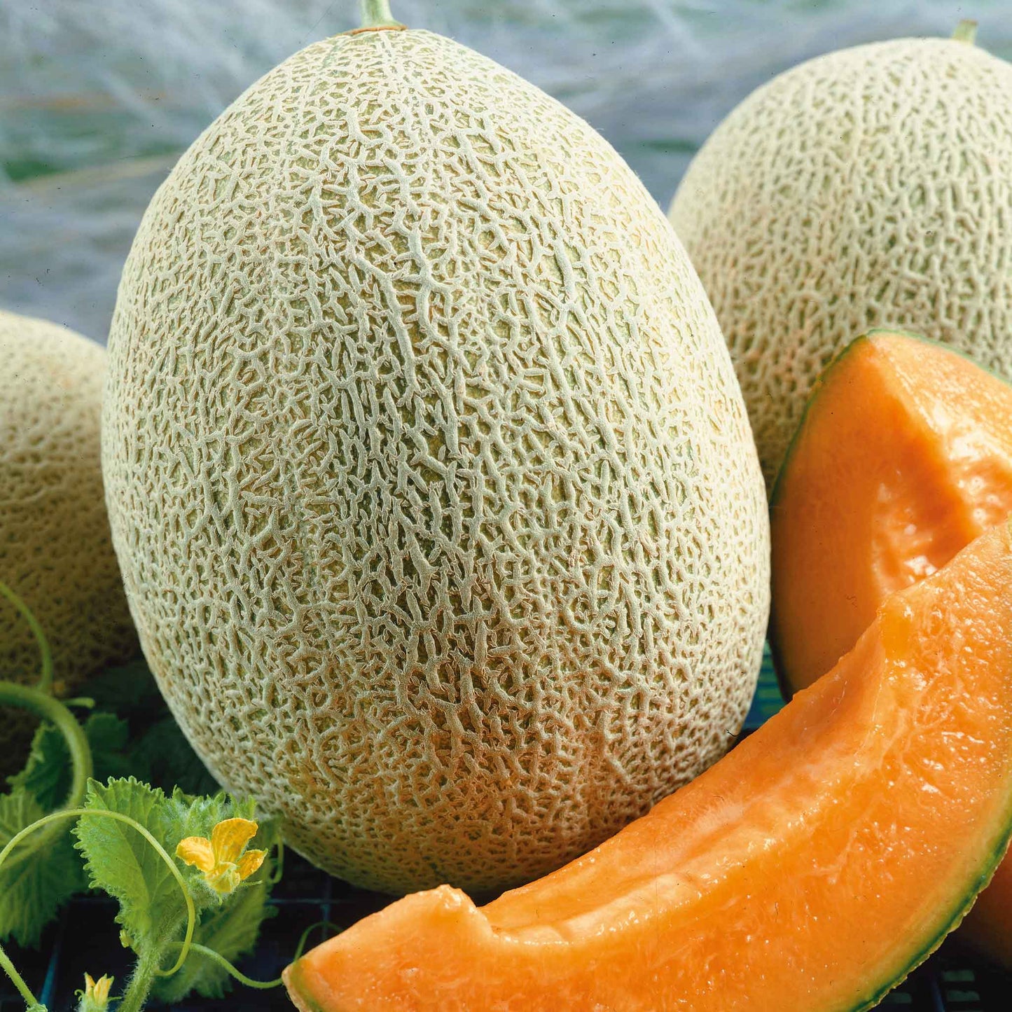 melon organic hales best jumbo