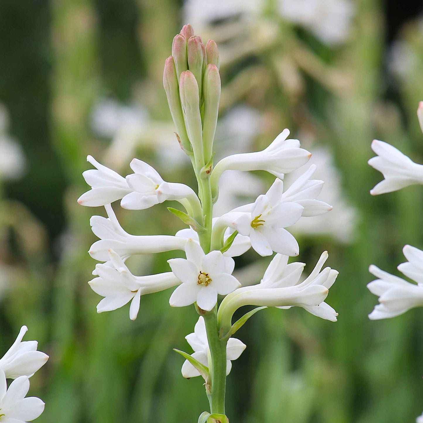 mexican tuberose