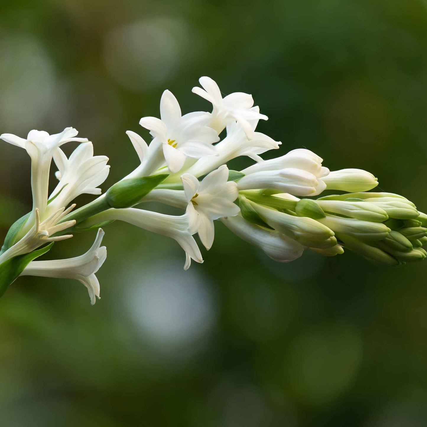 mexican tuberose