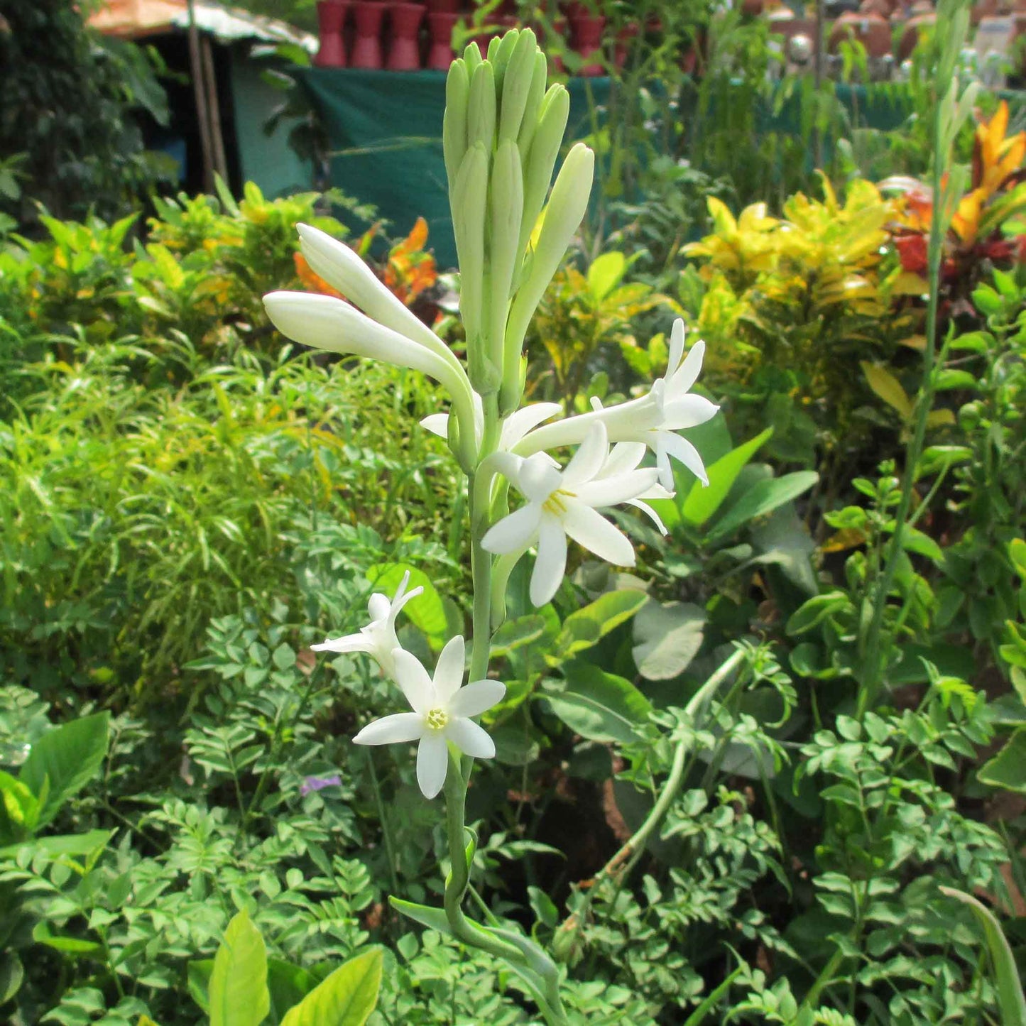 mexican tuberose