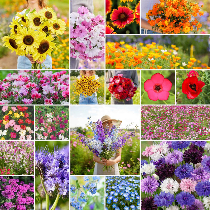 all annual wildflower mix