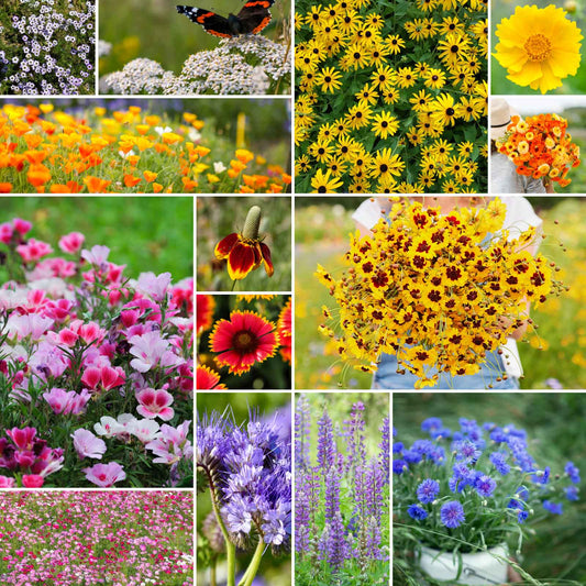 bird and butterfly wildflower mix