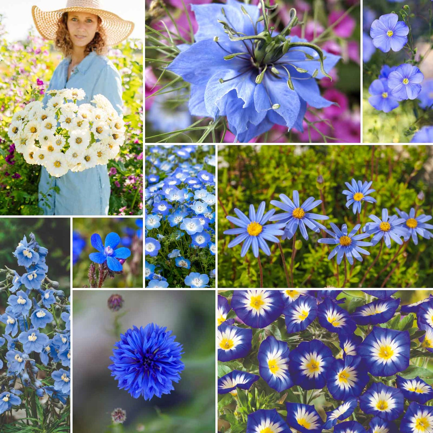 blue ribbon wildflower mix