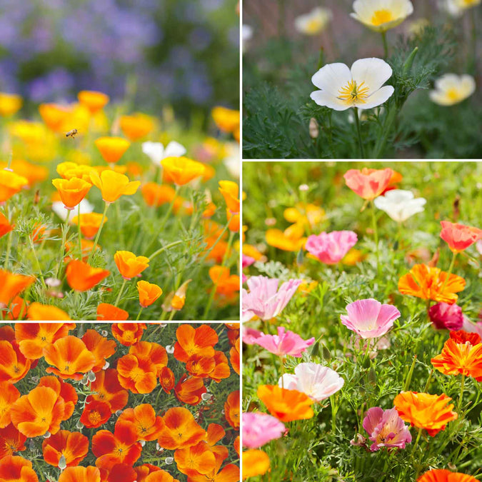 california dreaming wildflower mix