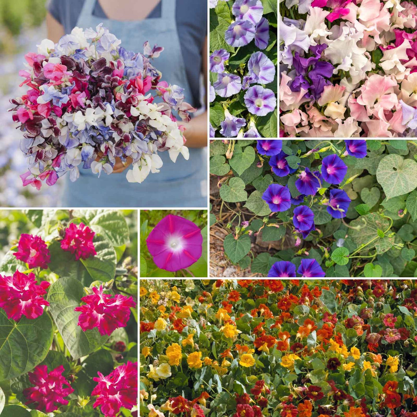 colorful climbers wildflower mix