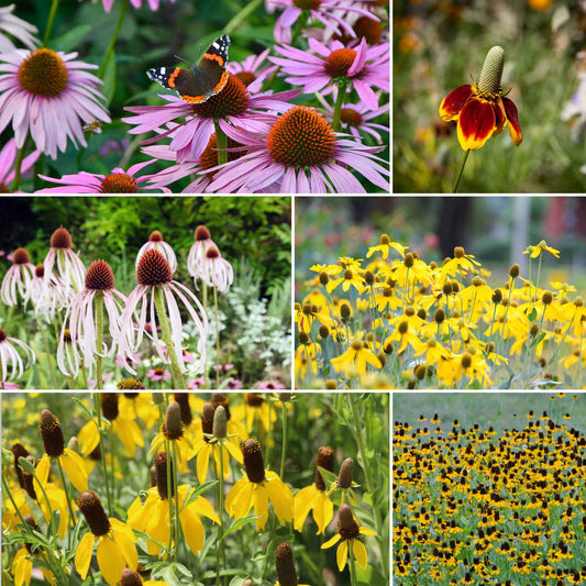 conehead wildflower mix