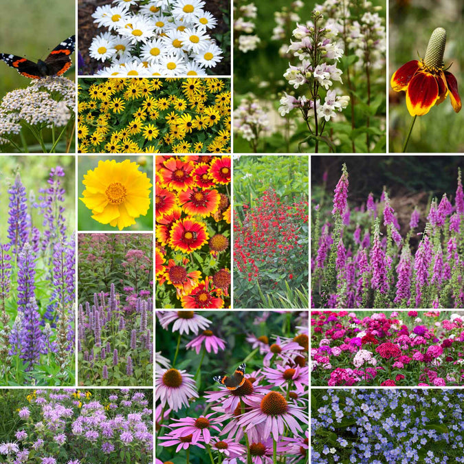 deer resistant all perennial wildflower mix