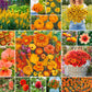 orange you glad wildflower mix