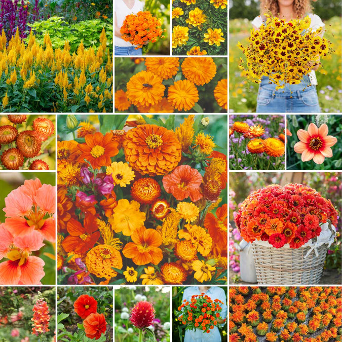 orange you glad wildflower mix