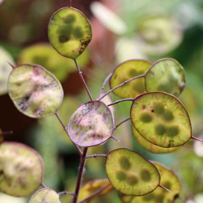 money plant lunaria annua violet