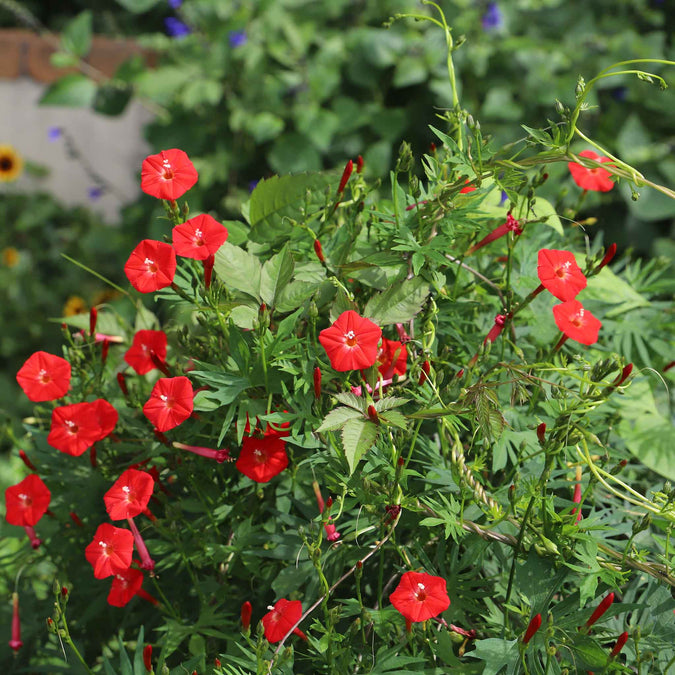 morning glory cardinal climber