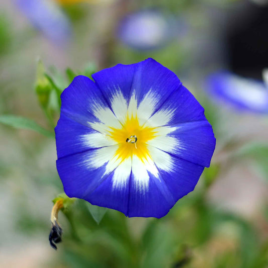 morning glory dwarf mix