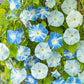 morning glory flying saucers | copyright: Floramedia UK Ltd