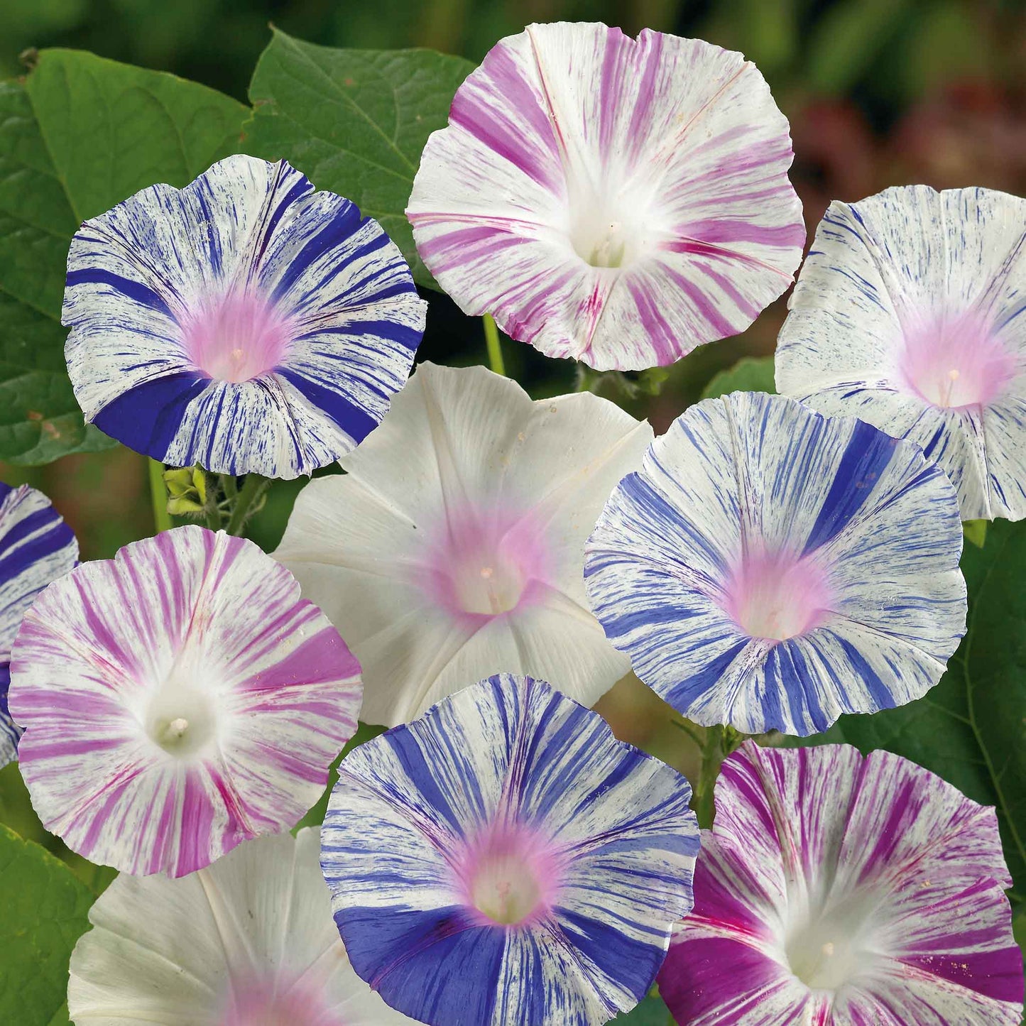 harlequin mix morning glory