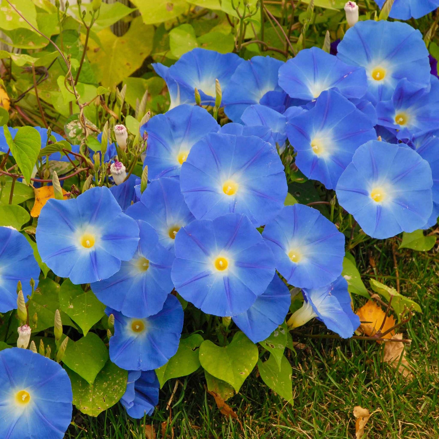 morning glory heavenly blue