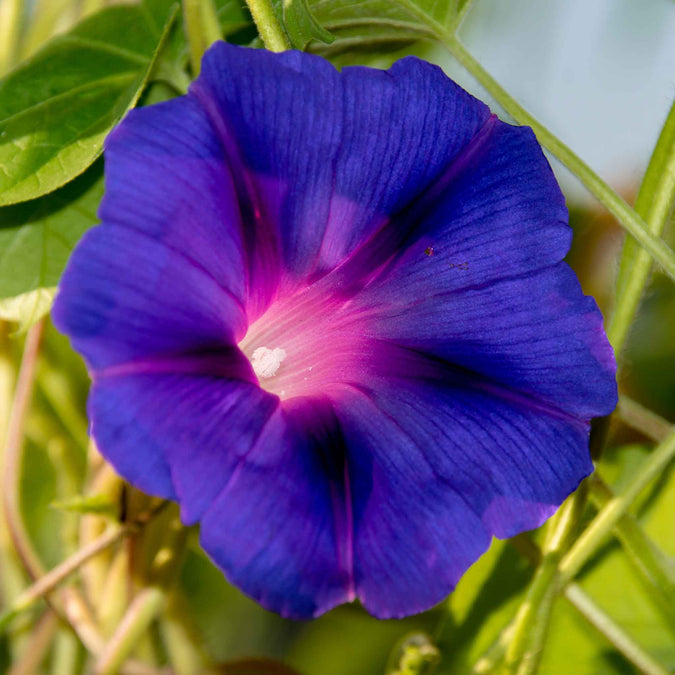 morning glory knowlians black