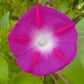 morning glory scarlett ohara