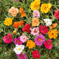 moss rose double mix