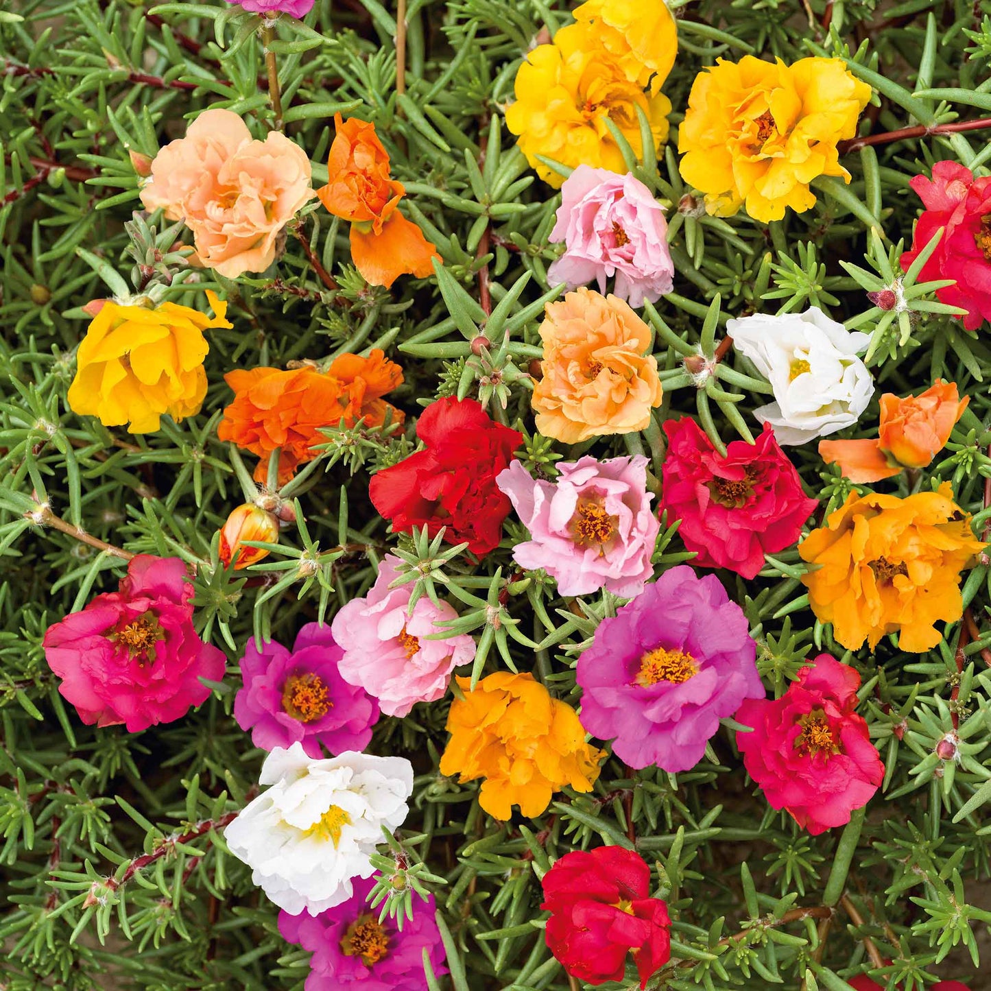 moss rose double mix