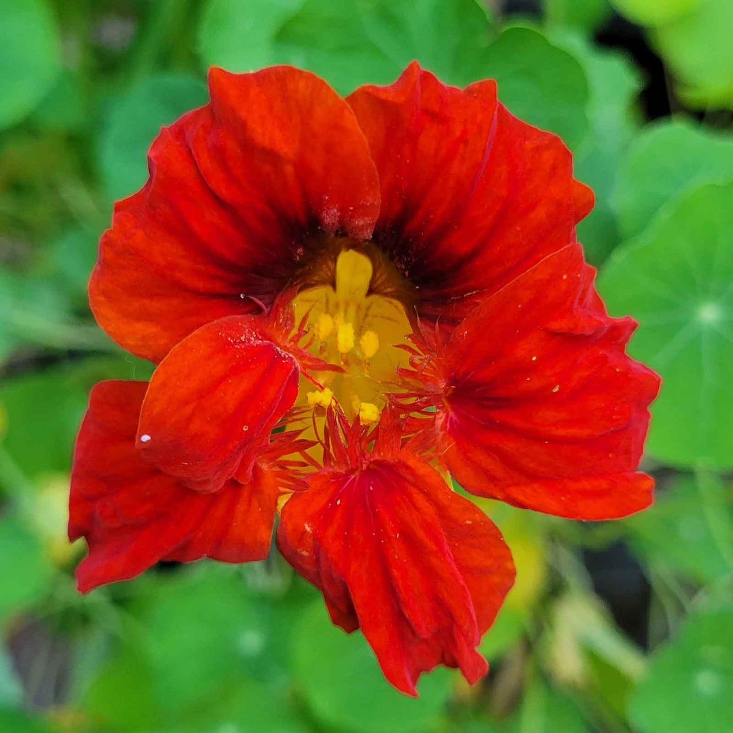 nasturtium mahogany gleam