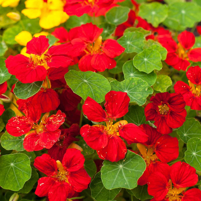 Nasturtium Seeds - Globe of Fire | Flower Seeds in Packets & Bulk | Eden  Brothers