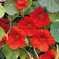 nasturtium indian chief