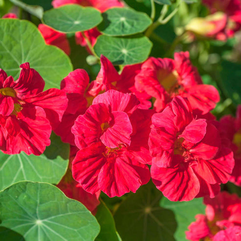 Nasturtium Seeds - Jewel Cherry Rose | Flower Seeds in Packets & Bulk ...