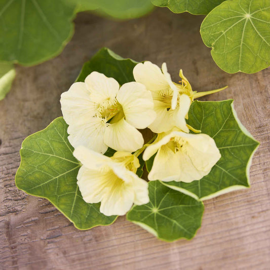 nasturtium moonlight