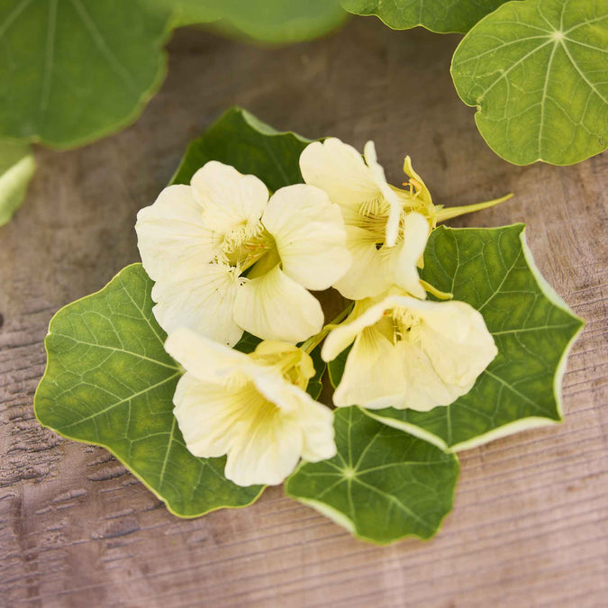 nasturtium moonlight