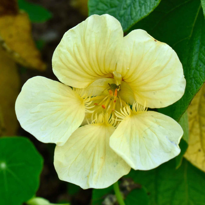 nasturtium moonlight