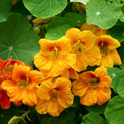 Nasturtium Seeds - Orange Gleam | Flower Seeds in Packets & Bulk | Eden ...