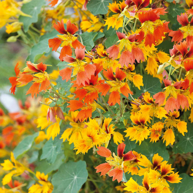 nasturtium phoenix